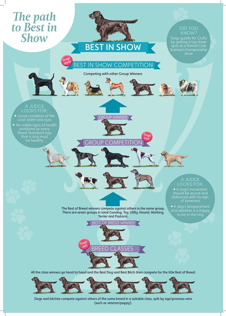 What Makes the Crufts Dog Show So Special? - DogVills