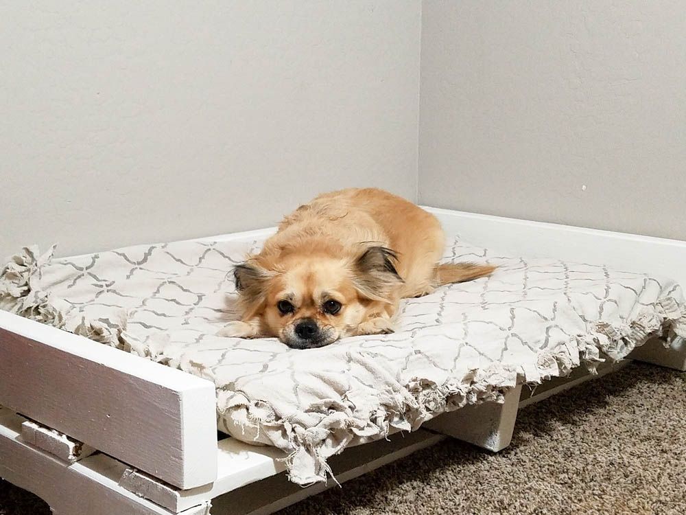 Looking for the perfect waterproof bed for your pooch? Check out this homemade dog bed using pallets!