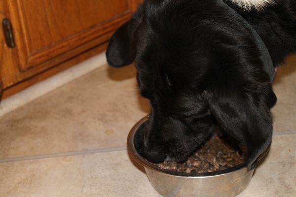 Western Plains Stampede Turkey Recipe dry food and Grassland canned dog food.