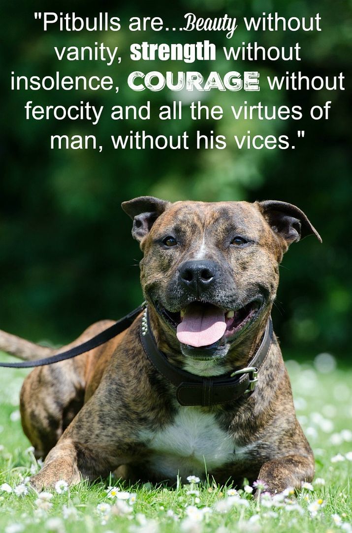 Quotes About the American Pitbull Terrier: "Pitbulls are...Beauty without vanity..."