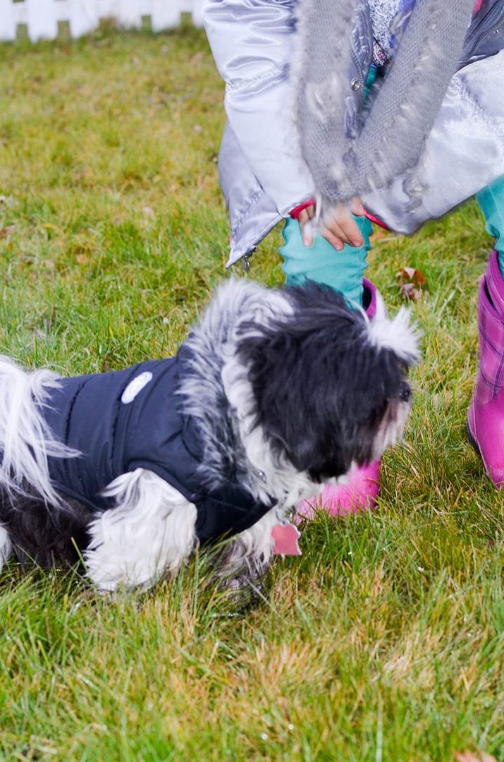 Keep Your Pup Cozy During Cold Canadian Winters with North Fetch Dog Jackets! #NorthFetch