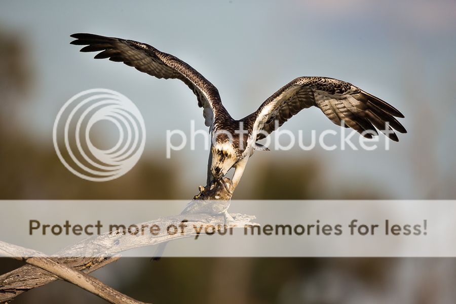 IMAGE: https://i1109.photobucket.com/albums/h433/shutter_dreams/1DX/AK1X0185-5_zpsepkgoybn.jpg